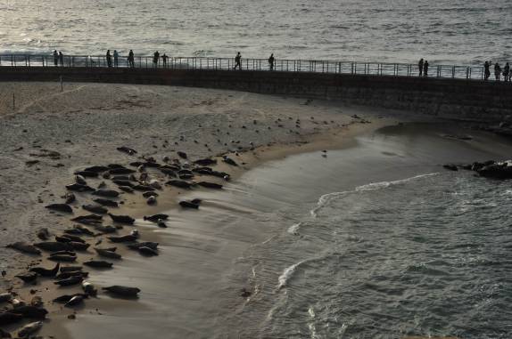 Leões-marinhos lotam pequena praia em La Jolla, em San Diego, no sul da Califórnia - Estados Unidos